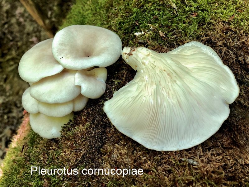 Pleurotus cornucopiae-amf1468-1.jpg - Pleurotus cornucopiae ; Syn: Pleurotus ostreatus var.cornucopiae ; Nom français: Pleurote en corne d'abondance